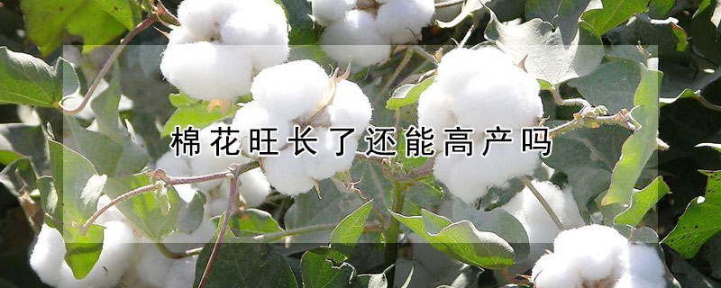 棉花旺長了還能高產嗎