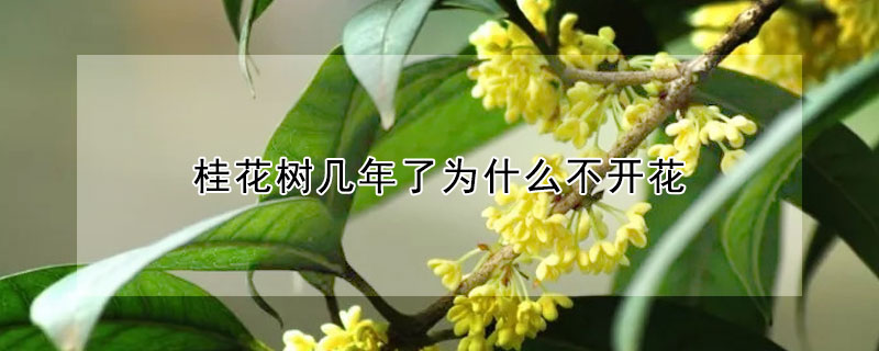 桂花樹幾年了為什麼不開花