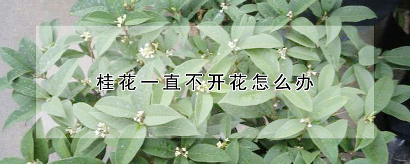 桂花一直不開花怎麼辦