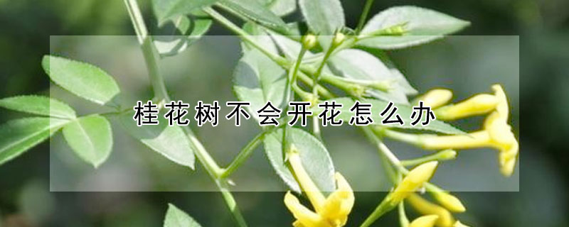 桂花樹不會開花怎麼辦