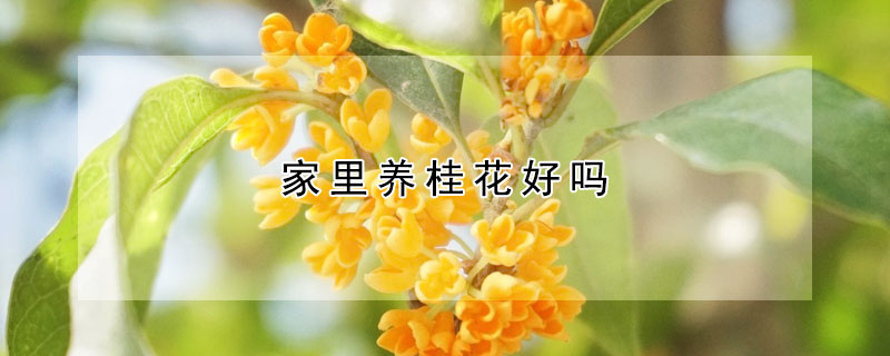 家裏養桂花好嗎