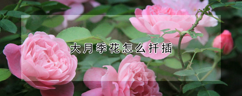 大月季花怎麼扡插