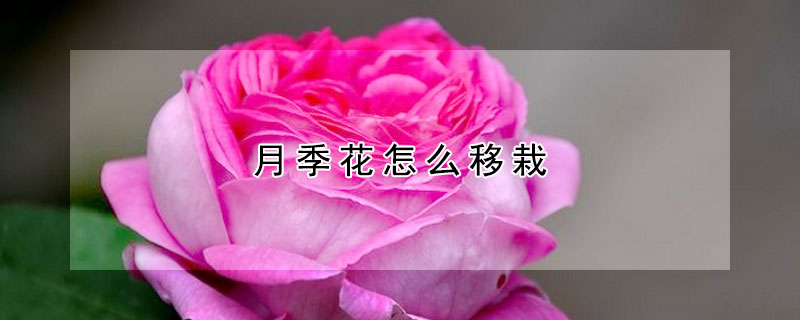 月季花怎麼移栽