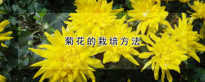 菊花的栽培方法