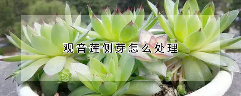 觀音蓮側芽怎麼處理