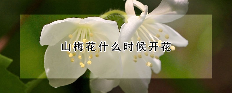 山梅花什麼時候開花