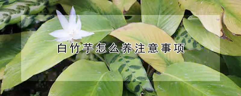 白竹芋怎麼養注意事項