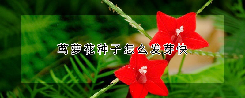 蔦蘿花種子怎麼發芽快