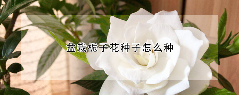 盆栽梔子花種子怎麼種