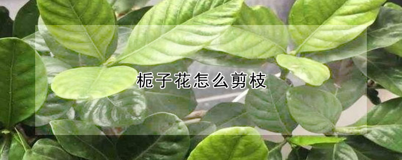 梔子花怎麼剪枝