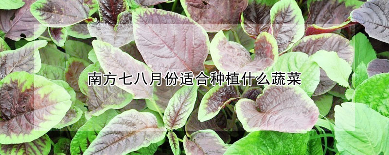 南方七八月份適合種植什麼蔬菜