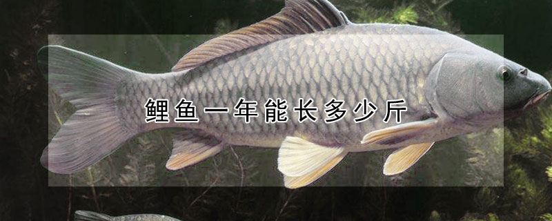 鯉魚一年能長多少斤