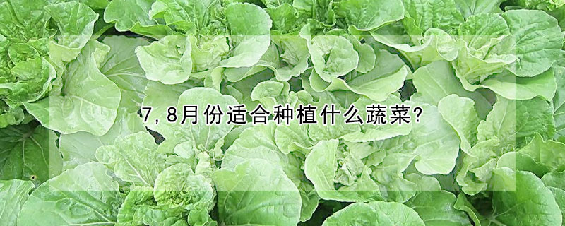 7,8月份適合種植什麼蔬菜?