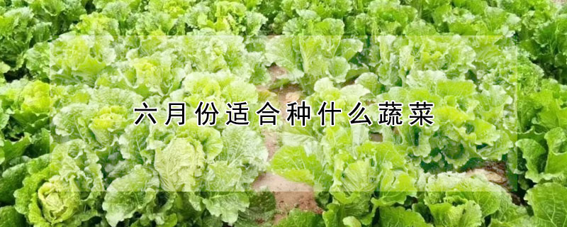 六月份適合種什麼蔬菜