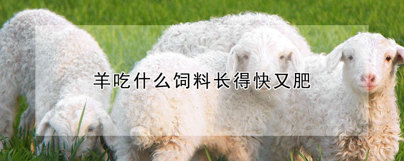 羊吃什麼飼料長得快又肥