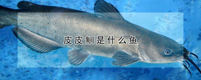 皮皮鮰是什麼魚