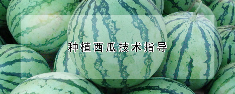 種植西瓜技術指導