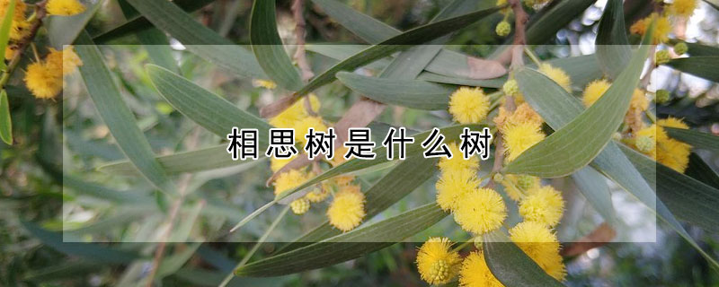 相思樹是什麼樹