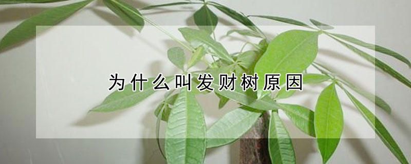 為什麼叫發財樹原因