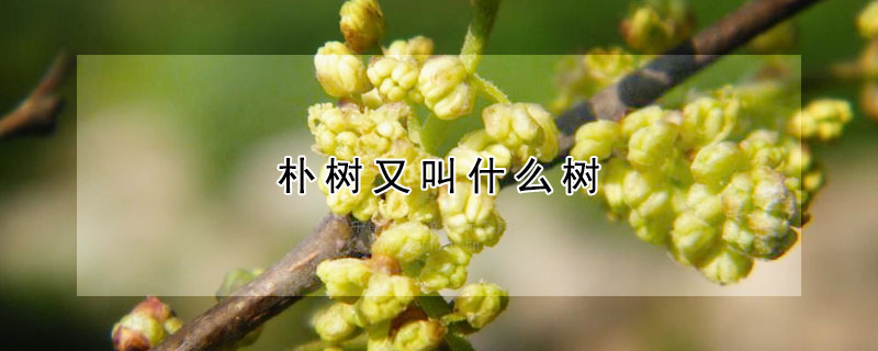 樸樹又叫什麼樹