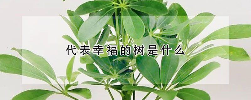 代表幸福的樹是什麼