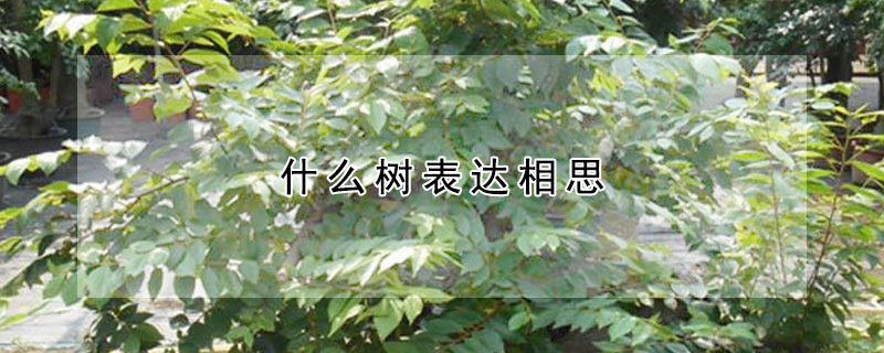 什麼樹表達相思