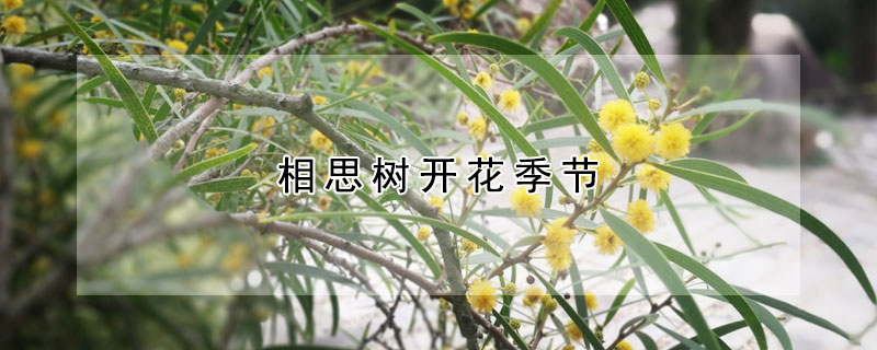 相思樹開花季節