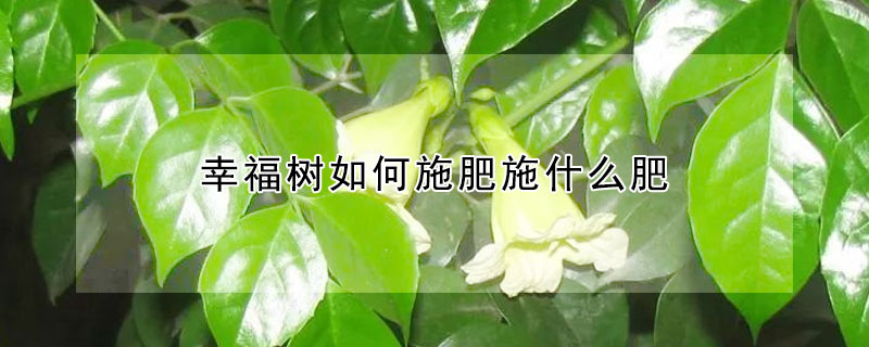 幸福樹如何施肥施什麼肥