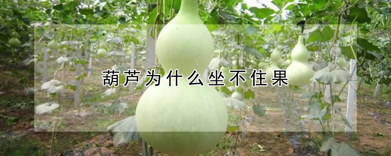 葫蘆為什麼坐不住果