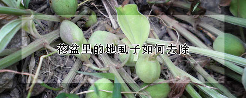 花盆裏的地虱子如何去除