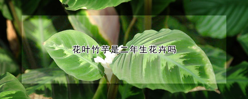 花葉竹芋是二年生花卉嗎