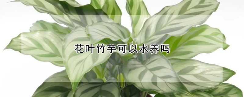 花葉竹芋可以水養嗎