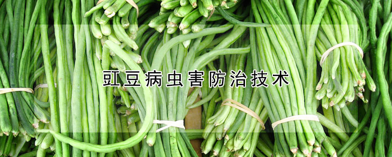 豇豆病蟲害防治技術