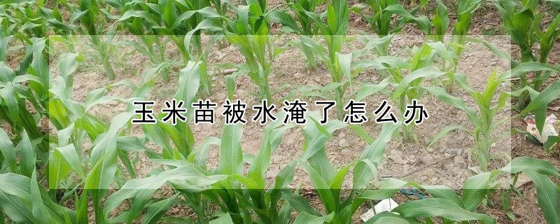 玉米苗被水淹了怎麼辦