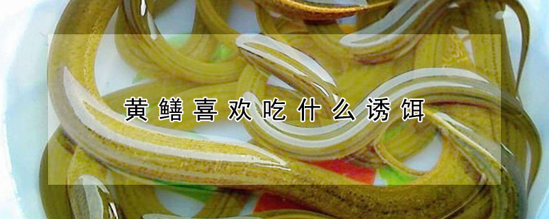 黃鱔喜歡吃什麼誘餌