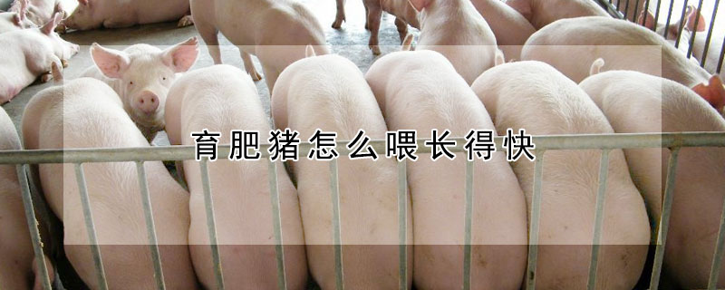 育肥豬怎麼喂長得快