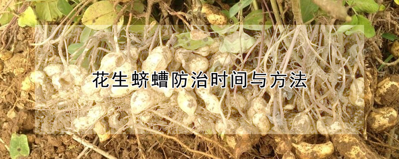 花生蠐螬防治時間與方法