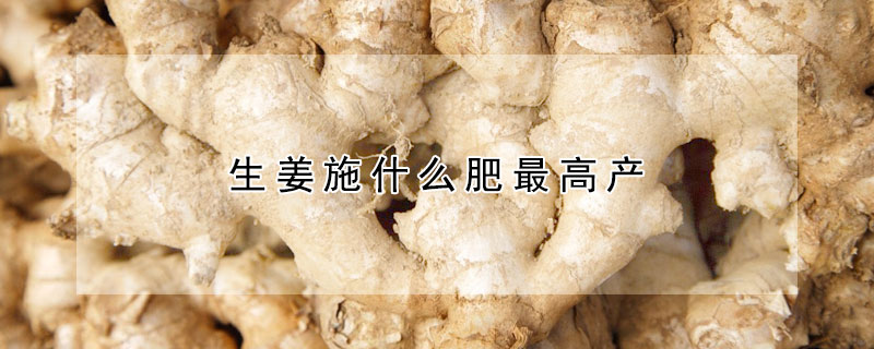 生薑施什麼肥最高產