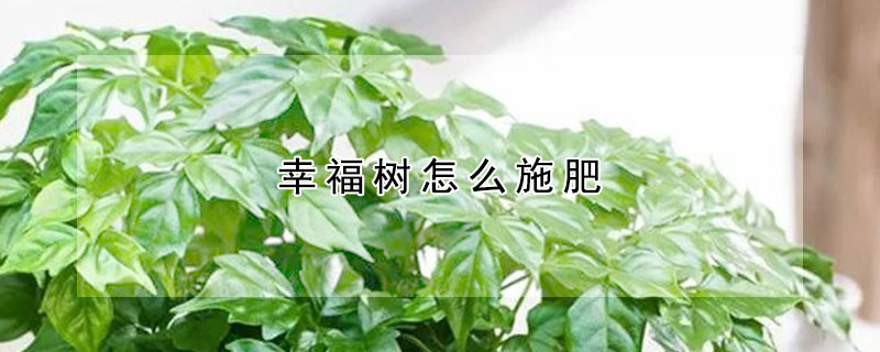 幸福樹怎麼施肥