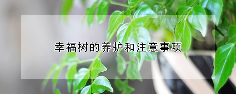 幸福樹的養護和注意事項