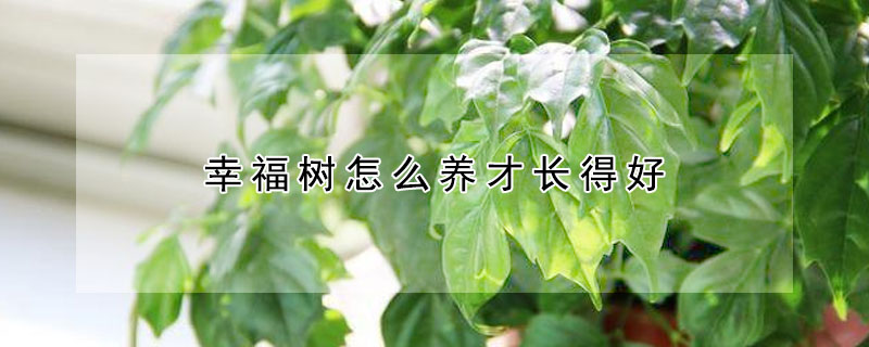 幸福樹怎麼養才長得好