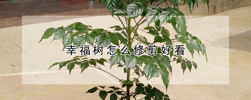 幸福樹怎麼修剪好看