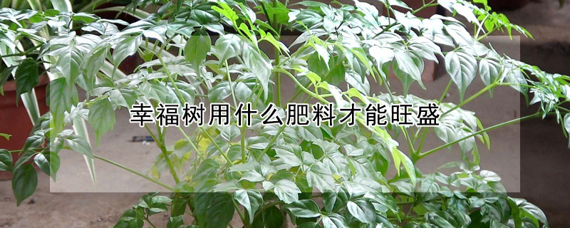 幸福樹用什麼肥料才能旺盛