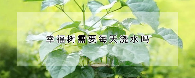 幸福樹需要每天澆水嗎