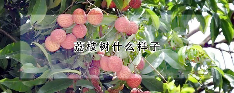 荔枝樹什麼樣子