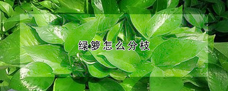 綠籮怎麼分枝