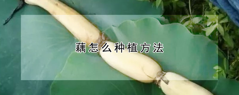 藕怎麼種植方法