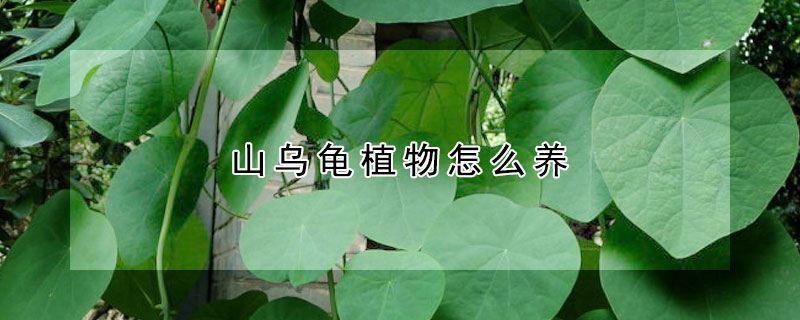 山烏龜植物怎麼養