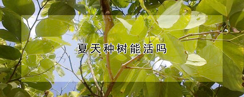 夏天種樹能活嗎