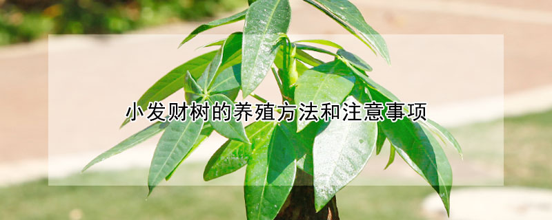 小發財樹的養殖方法和注意事項